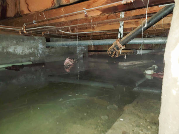 Best Water damage cleanup near me  in Palmyra, WI