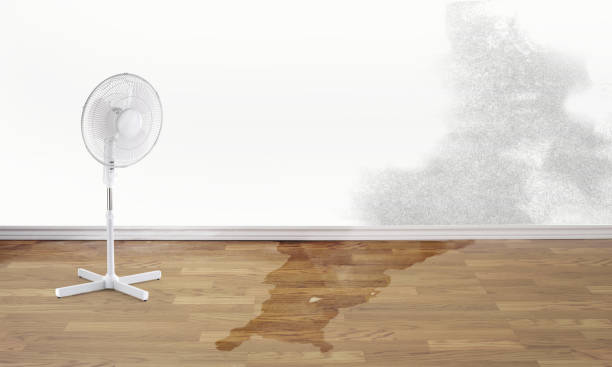 Best Mold removal after water damage  in Palmyra, WI